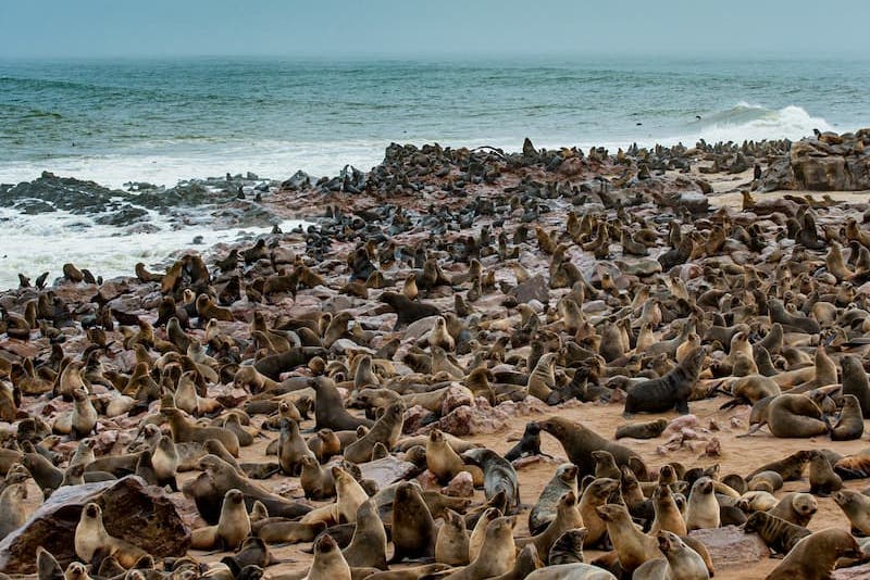 Cape Cross seal colony