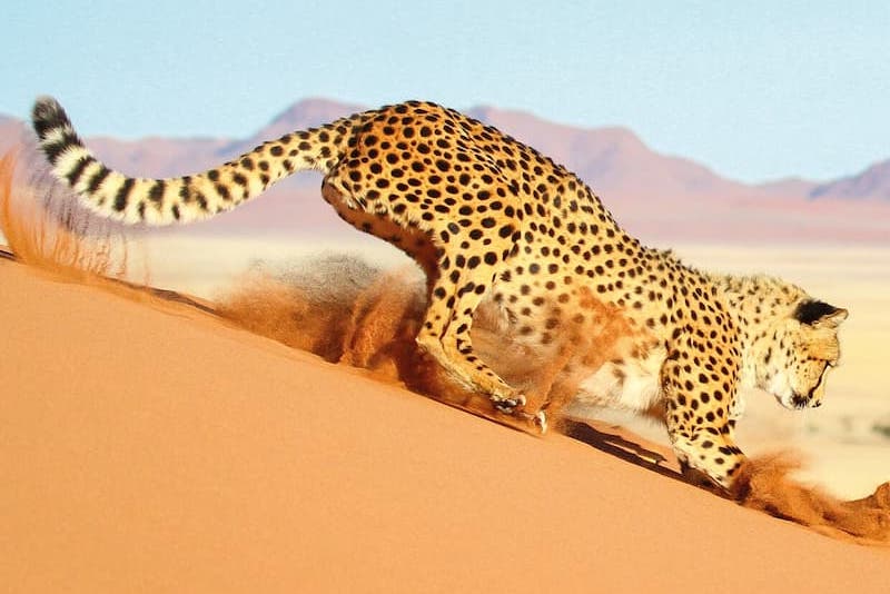 Cheetah descending sand dunes
