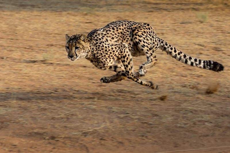 Cheetah running