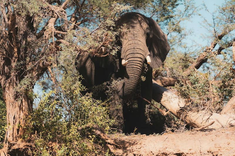 Elephant, Damaraland