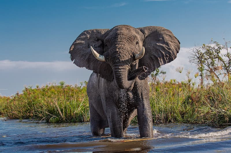 Elephant, Chobe River