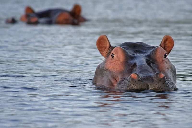 Hippo surfacing from river