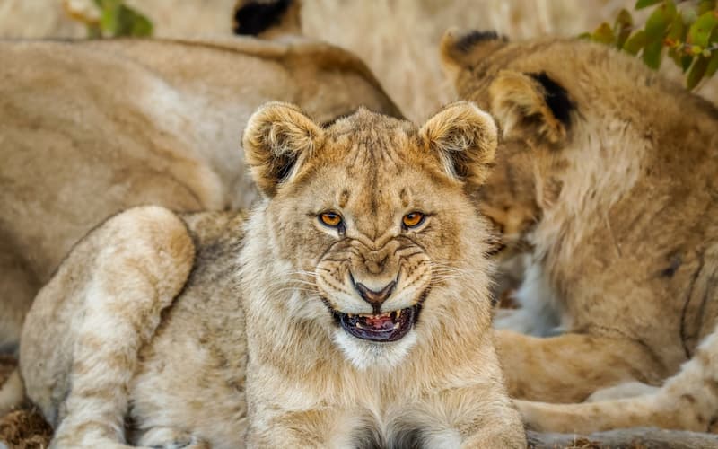Lion cub snarling