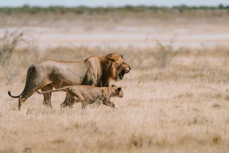 Angry lion and cub