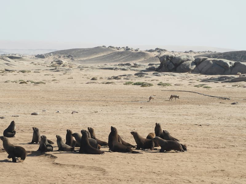 Cape seals and jackals, Skeleton Coast