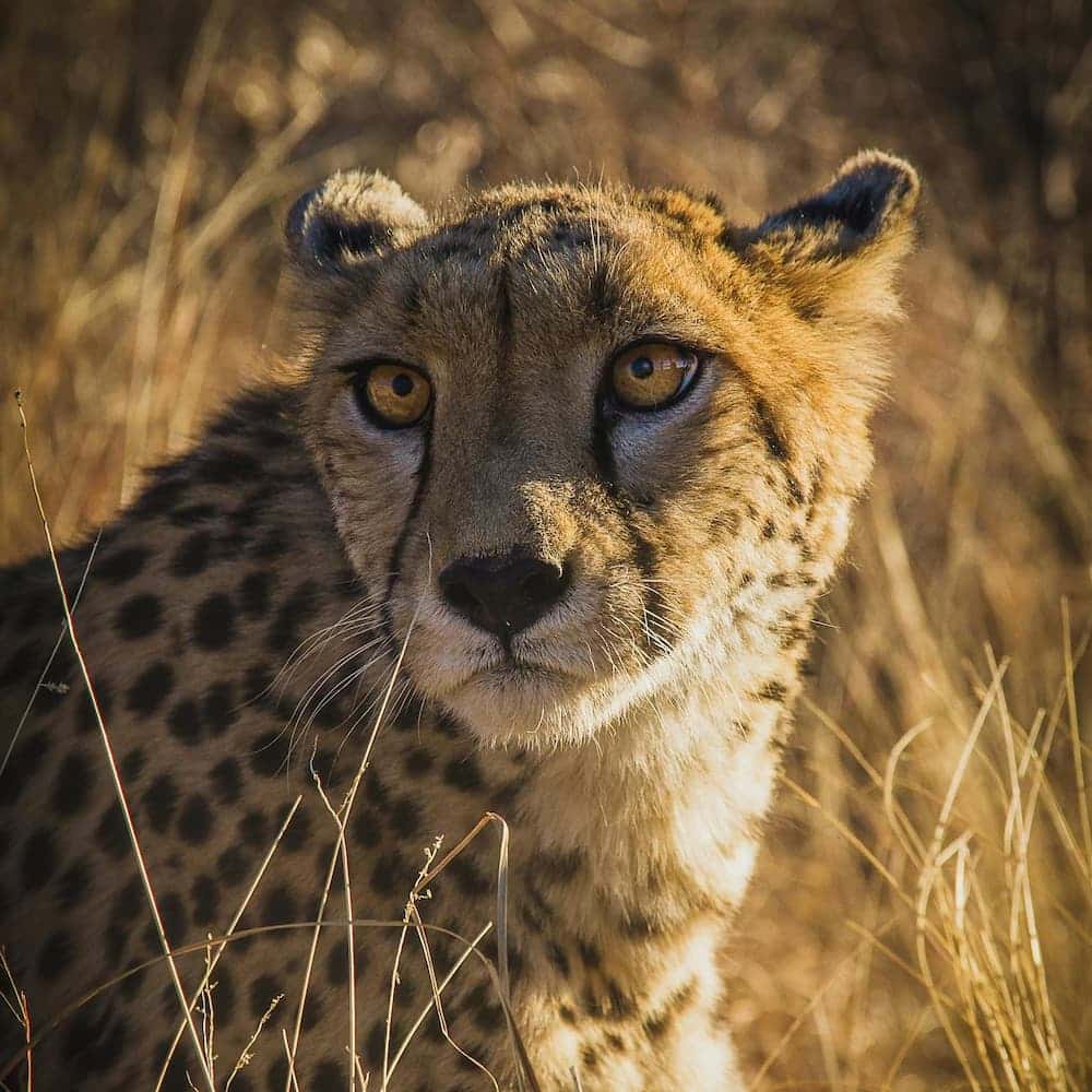 Cheetah
