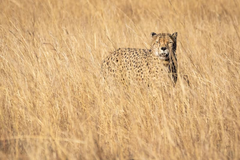 Cheetah standing in long grass