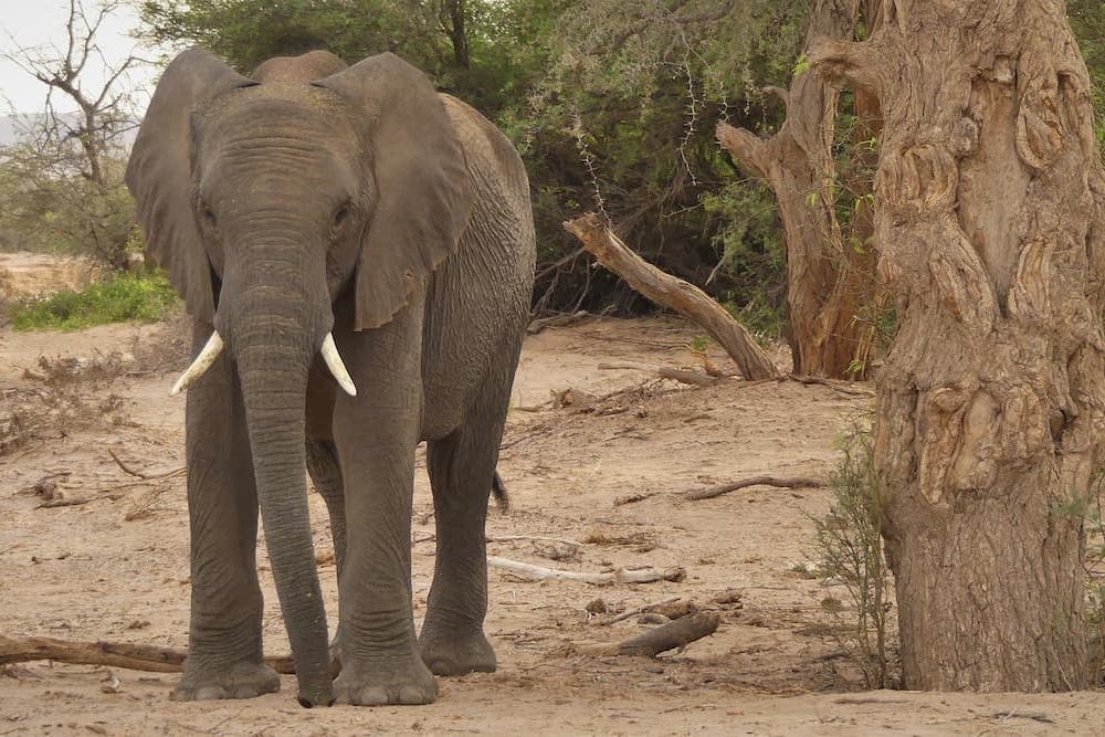Elephant, Damaraland