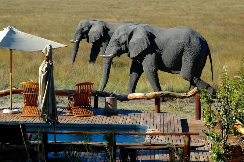 Elephants walking past lodge deck