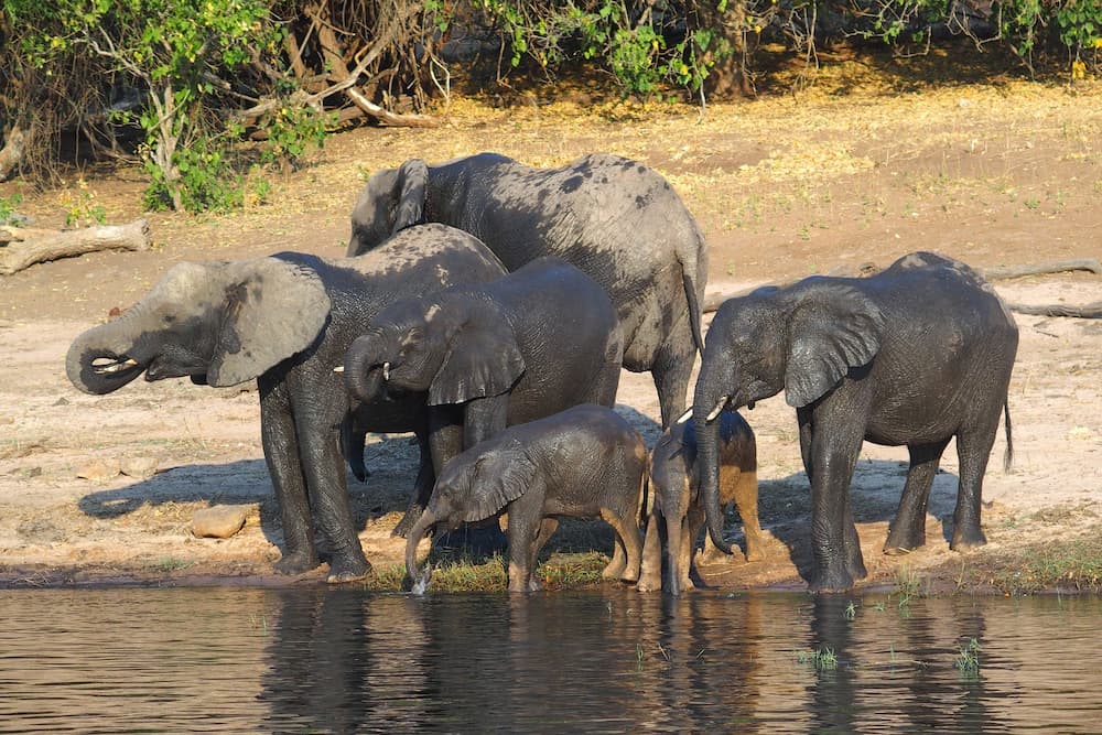 Elephants drinking from Chobe River