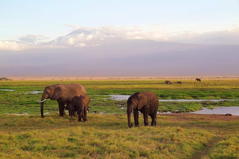 Elephants grazing on front of Kilimanjaro