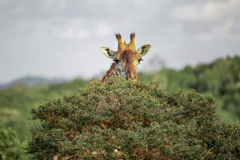 Giraffe grazing from top of tree
