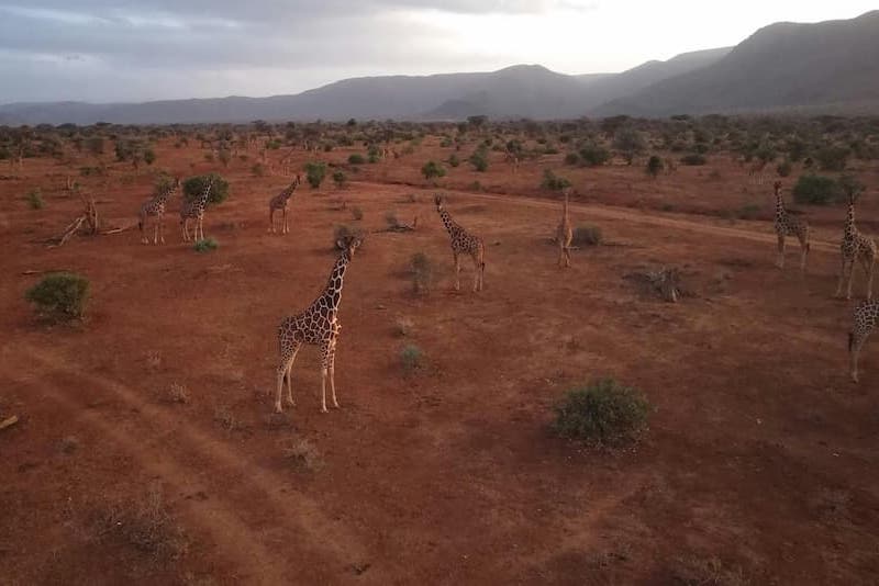 Giraffes from the air