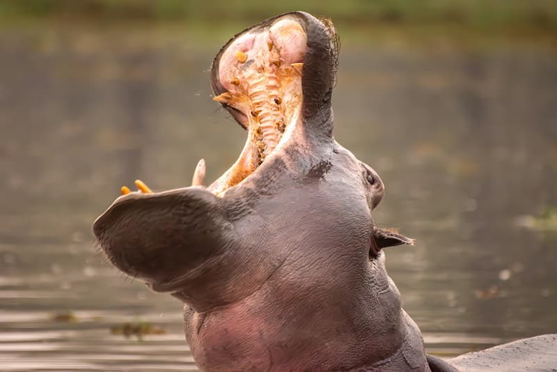 Hippo with jaws open