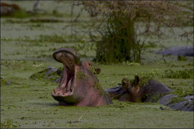 Hippo yawning, Ngorongoro Crater
