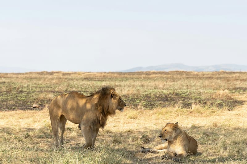 Mating lion pair