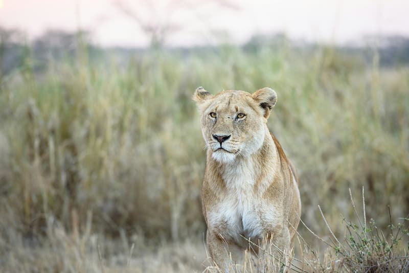 Lioness, Serengeti