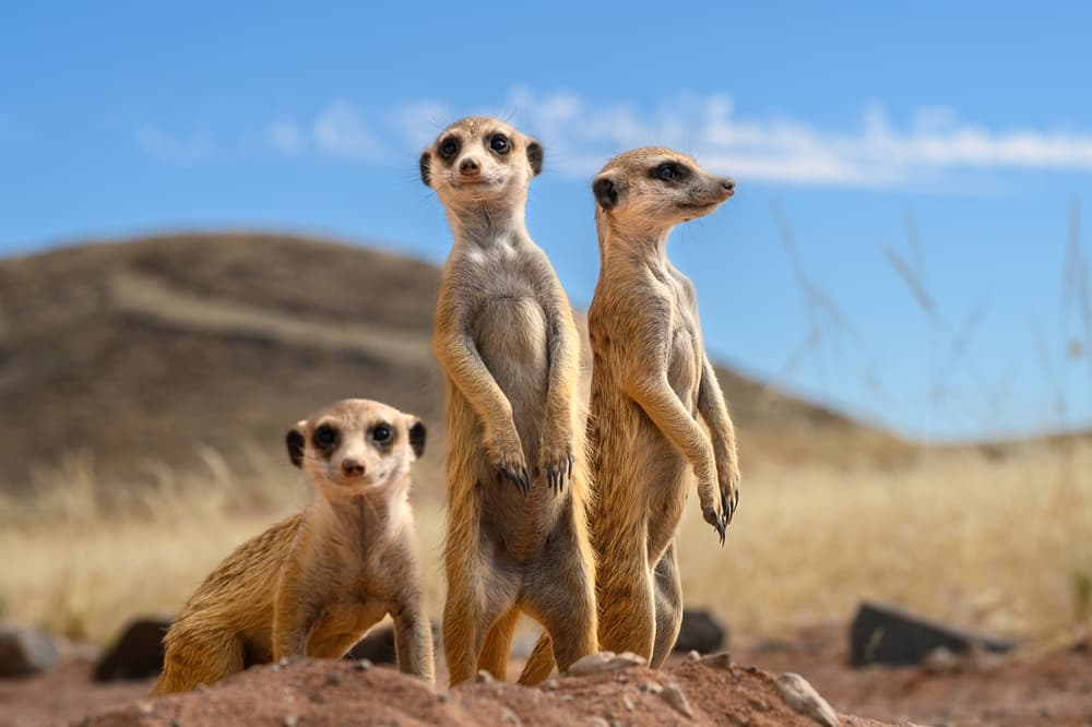 Meerkats