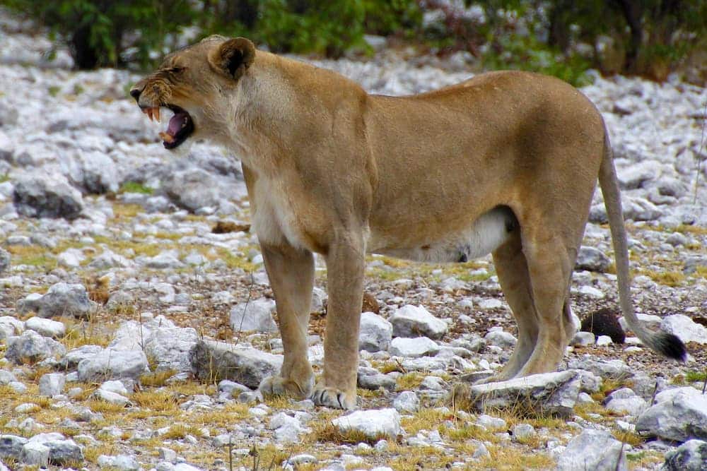Lioness snarling, Etosha