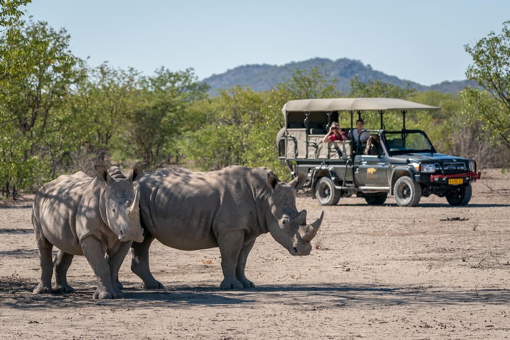 Encountering rhino on game drive, Ongava Game Reserve