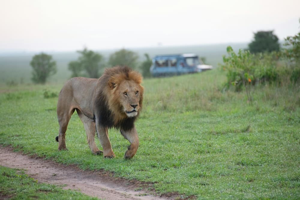 Lion walking, Serengeti