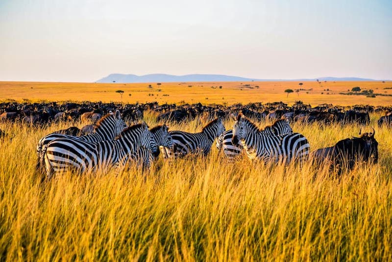 Zebra and wildebeest migration