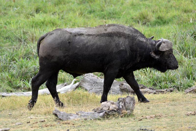 Buffalo, Amboseli