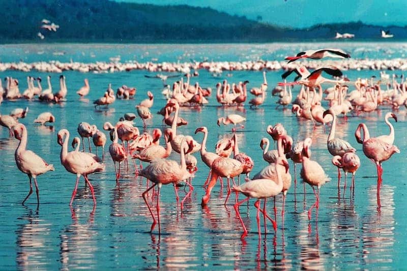 Pink flamingoes, Lake Nakuru