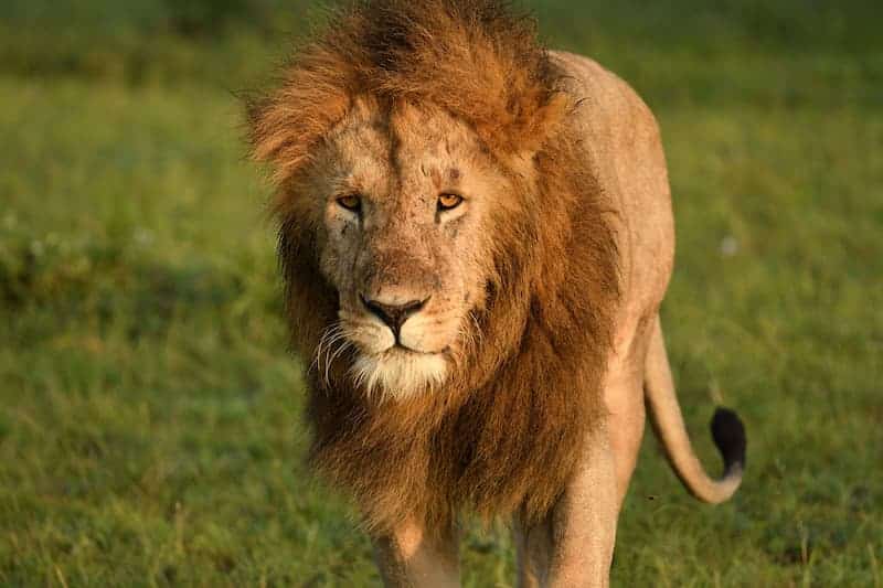 Male lion walking