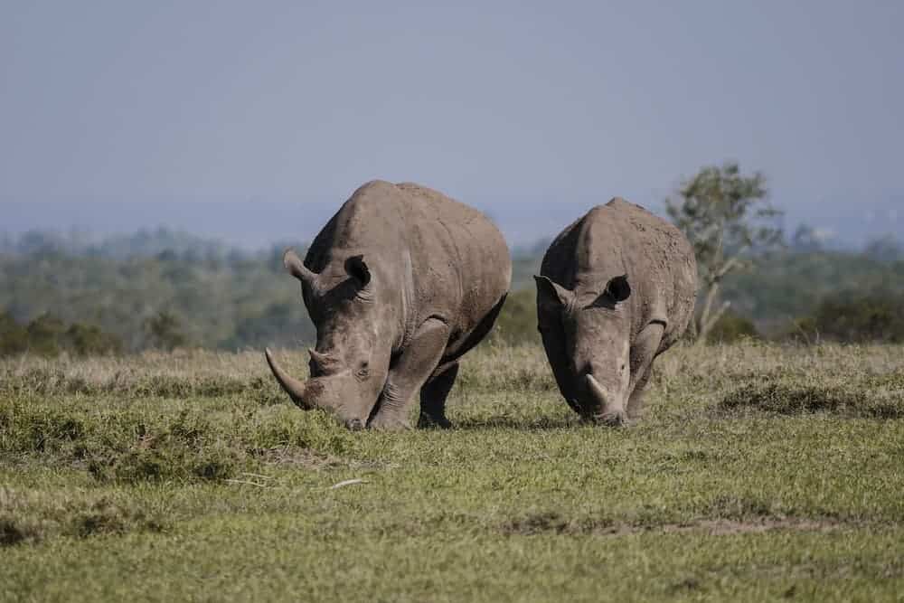Rhinos, Ol Pejeta