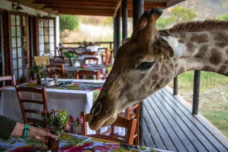 Giraffe visiting lodge dining area
